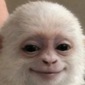 MonkeeRS3