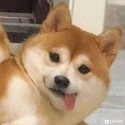 DogeDealer